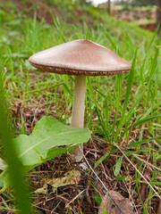 wild edible wild fungus raw food