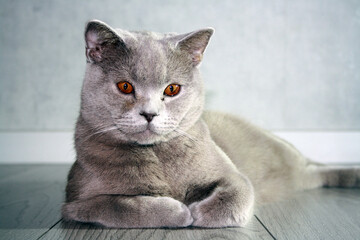 Portrait of cat of British Shorthair breed with blue gray fur.