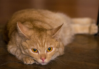 Portrait of the brown cat with a golden eyes laying on the floor