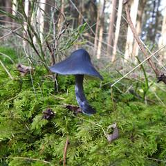 Pilz, mushroom, grzyb © Marta