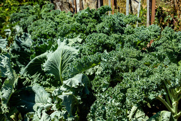 Green kale plants