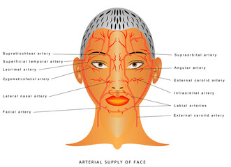 Facial arteries. Arteries of head Facial artery Branch of external carotid artery. The arterial supply of the face. Arterial supply to the forehead, nose and lips.