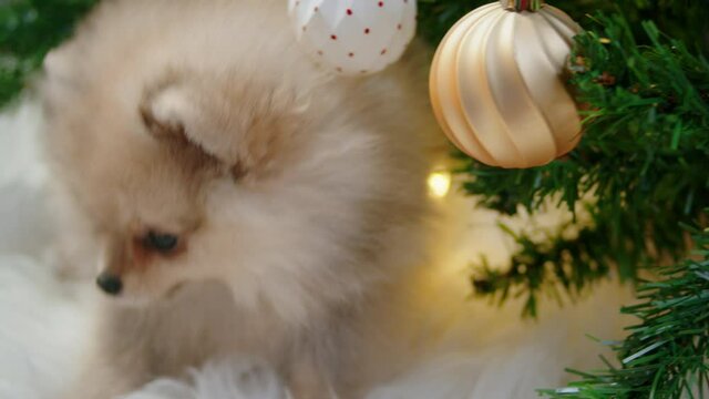 Shpitz puppy exploring decorations on the Christmas tree