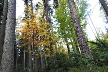 Obraz premium Wald, Herbst