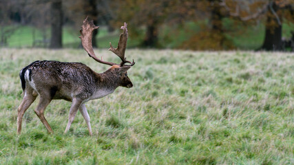 A Deer Stag in the woods