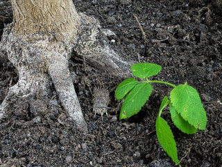 A small green plant and a brown tree nearby against a background of dark earth