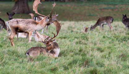 Deer in the woods at Charlecote Park, Warwickshire	
