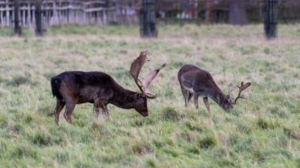 Stag and Deer foraging for food