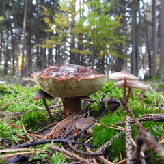 Pilt, mushroom, grzyb