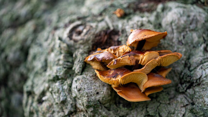 Mushrooms growing on a tree	