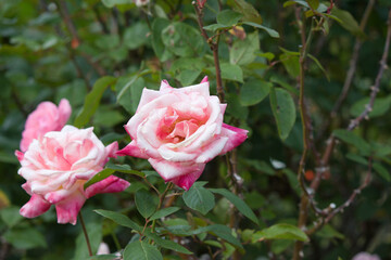 道端に咲くピンク色の薔薇の花。秋。
Pink rose flower that blooms in autumn.
Flowers blooming on the roadside.