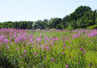 lupine field on a sunny summer day