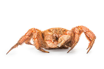 fresh cooked crab quadrangular hairy or red crab isolated on white background