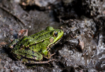 Green frog in a mud