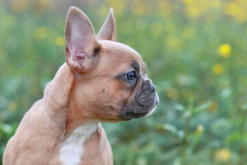 Side profile view of cute small 3 months old red fawn French Bulldog dog puppy in front of blurry green background