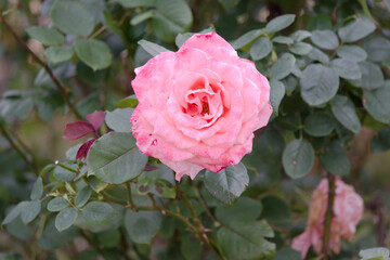 道端に咲くピンク色の薔薇の花。秋。
Pink rose flower that blooms in autumn.
Flowers blooming on the roadside.