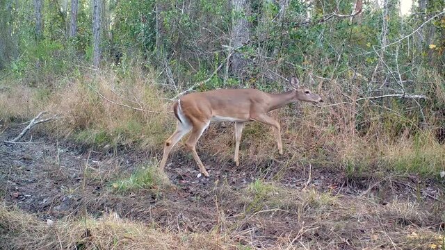 Whitetail doe deer walks cautiously along a dirt trail