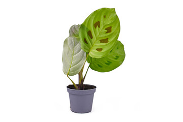 Small exotic 'Maranta Leuconeura Kerchoveana' houseplant with raised leaves in flower pot isolated on white background