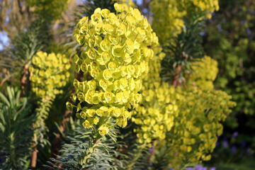 Mediterranean spurge. Euphorbia characias subsp. wulfenii `Lambrook Gold`
