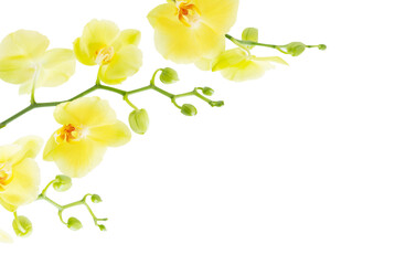 yellow orchids  isolated on white background