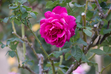 道端に咲くピンク色の薔薇の花。秋。
Pink rose flower that blooms in autumn.
Flowers blooming on the roadside.