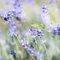 Sauterelle sur la lavande en Provence, France. Macrophotographie.