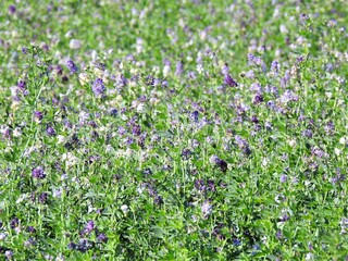 Wiese, Landschaft, Felder, Natur