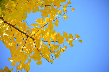 三重県伊勢市　伊勢神宮近くの銀杏