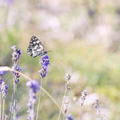 Papillon Demi-Deuil sur la lavande en Provence, France. Macrophotographie.