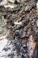 Closeup on birch bark with cracks and lichen