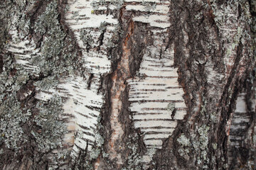Closeup on crack in birch bark