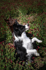 Obraz premium Adult border collie is in crimson clover. He has so funny face.