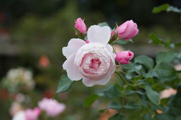 道端に咲くピンク色の薔薇の花。秋。
Pink rose flower that blooms in autumn.
Flowers blooming on the roadside.