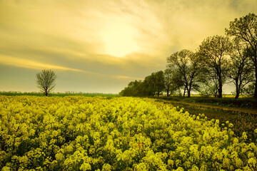 Obraz premium spring yellow flowering rapeseed fields and lonely tree. Spring landscape.