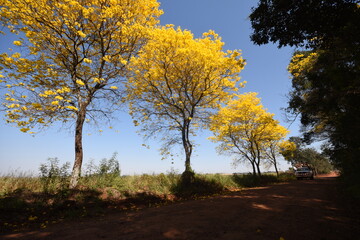 Fototapeta premium yellow ipe