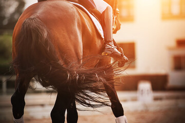 A bay horse with a rider in the saddle waving a long dark bushy tail and participates in dressage...