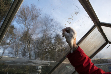 Man cleaning the inside of a glass roof in a greenhouse
