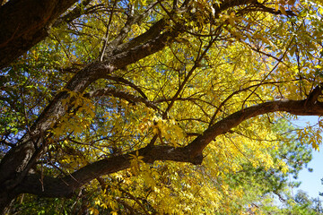 tree in autumn