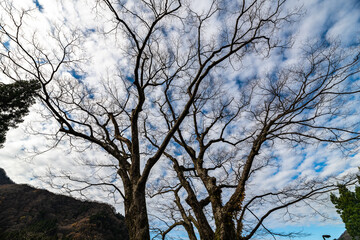 山麓国道脇で風雪に耐えてきた欅の古木