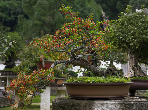 Beautiful bonsai，red berries and dewdrops.