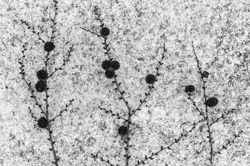 Frosty Christmas background. Larch trees twigs with cones on a frost, snow. Grey toned pattern. Top view, flat lay, copy space...