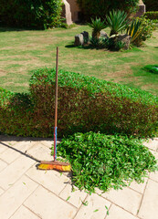 Cleaning of the garden area, large garden shears, trimming the bushes. Equipment for the gardener....