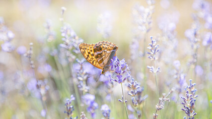 Papillon tabac d'Espagne sur lavande en Provence, France. Macrophotographie