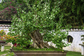 Fototapeta na wymiar Beautiful bonsai, a special ginkgo tree.