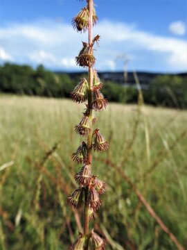 Natur, Wiese, Blume
