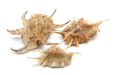 three seashells on white background