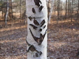 Detailed texture of bark of birch in macro. Unusual vertical fragment of spotted betula surface with hollow close up. Injury of tree with copy space. Beautiful relief.