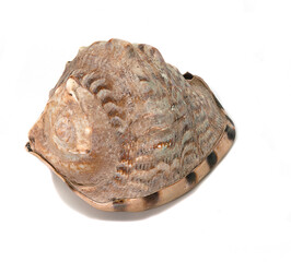 one shell on a white background