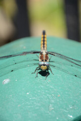 Dragonfly in front of the entrance to New York Subway in Lower Manhattan, USA