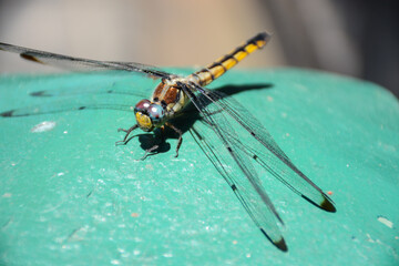 Dragonfly in front of the entrance to New York Subway in Lower Manhattan, USA